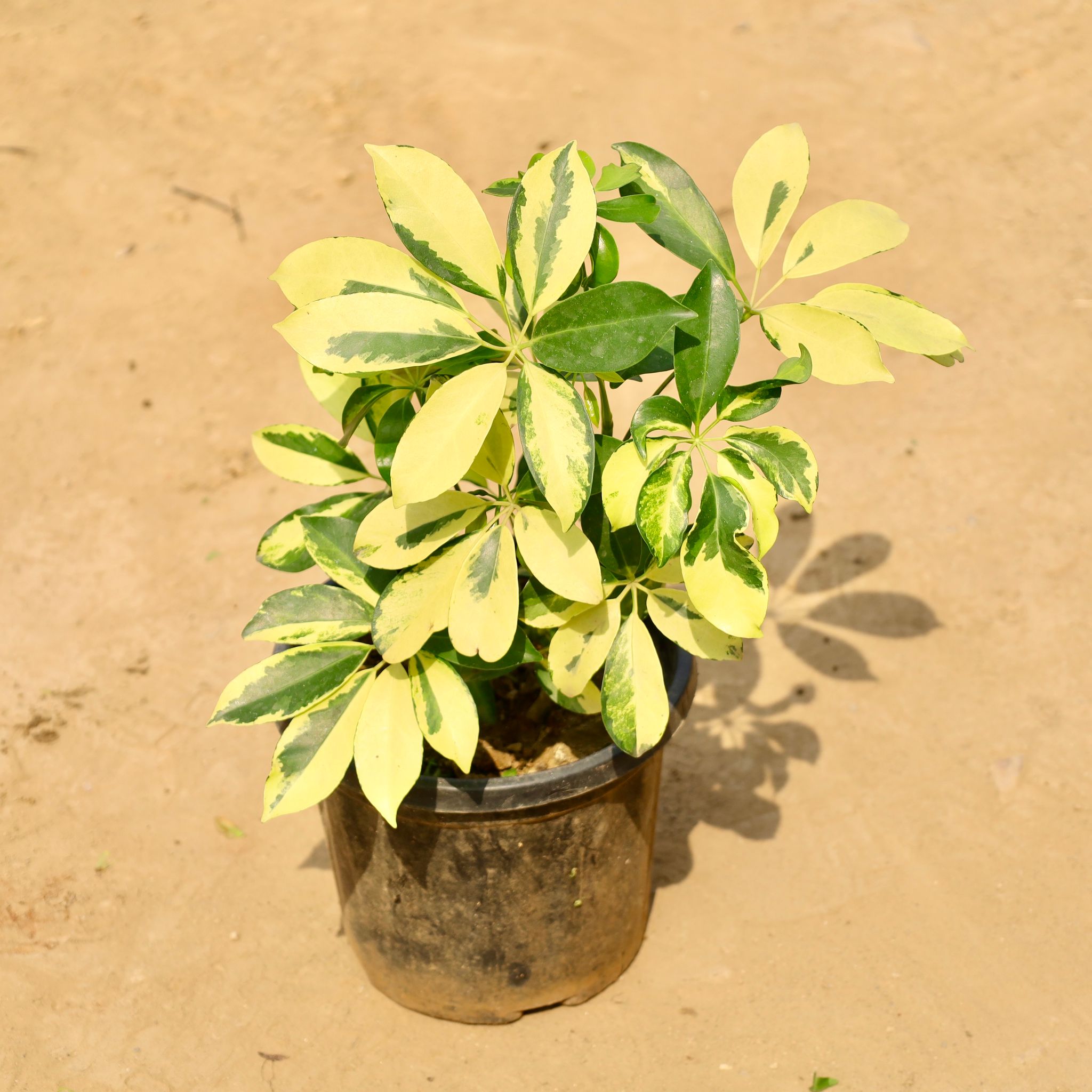 Schefflera in 10 Inch Nursery Pot