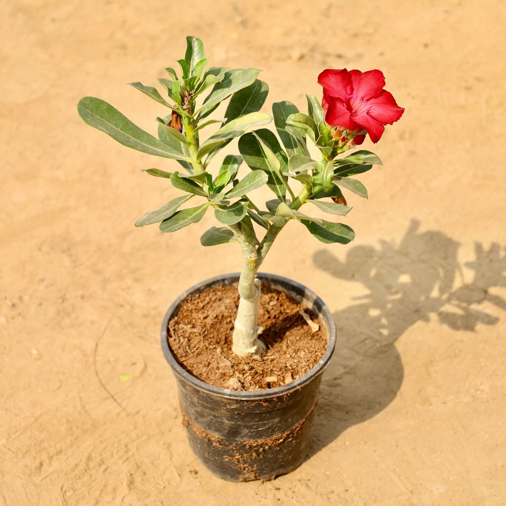 Buy Adenium (Any Colour) in 6 Inch Nursery Pot Online | Urvann.com Adenium (Any Colour) in 6 Inch Nursery Pot