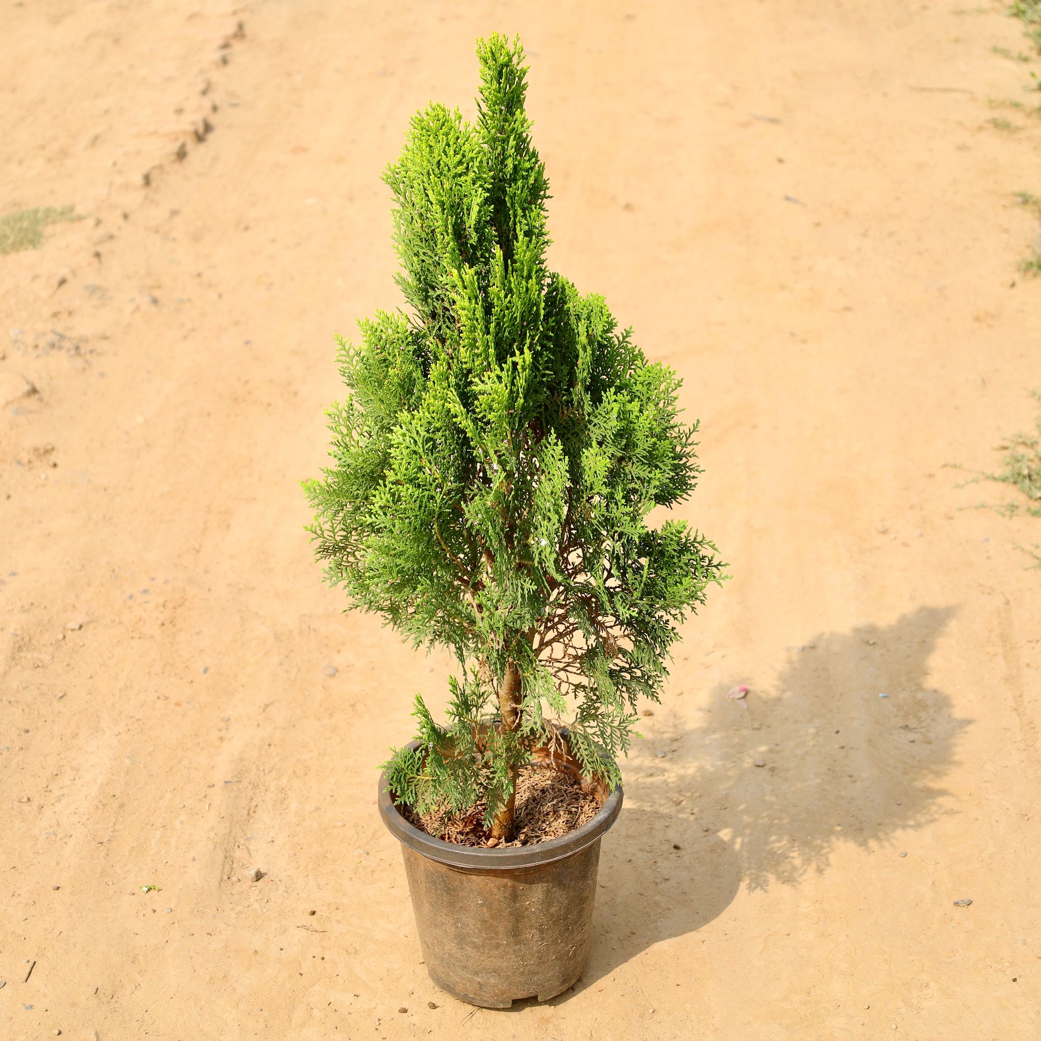 Morpankhi in 8 Inch Nursery Pot