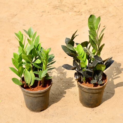 Set of 2 - Zz Black & Zz Green in 5 Inch Nursery Pot
