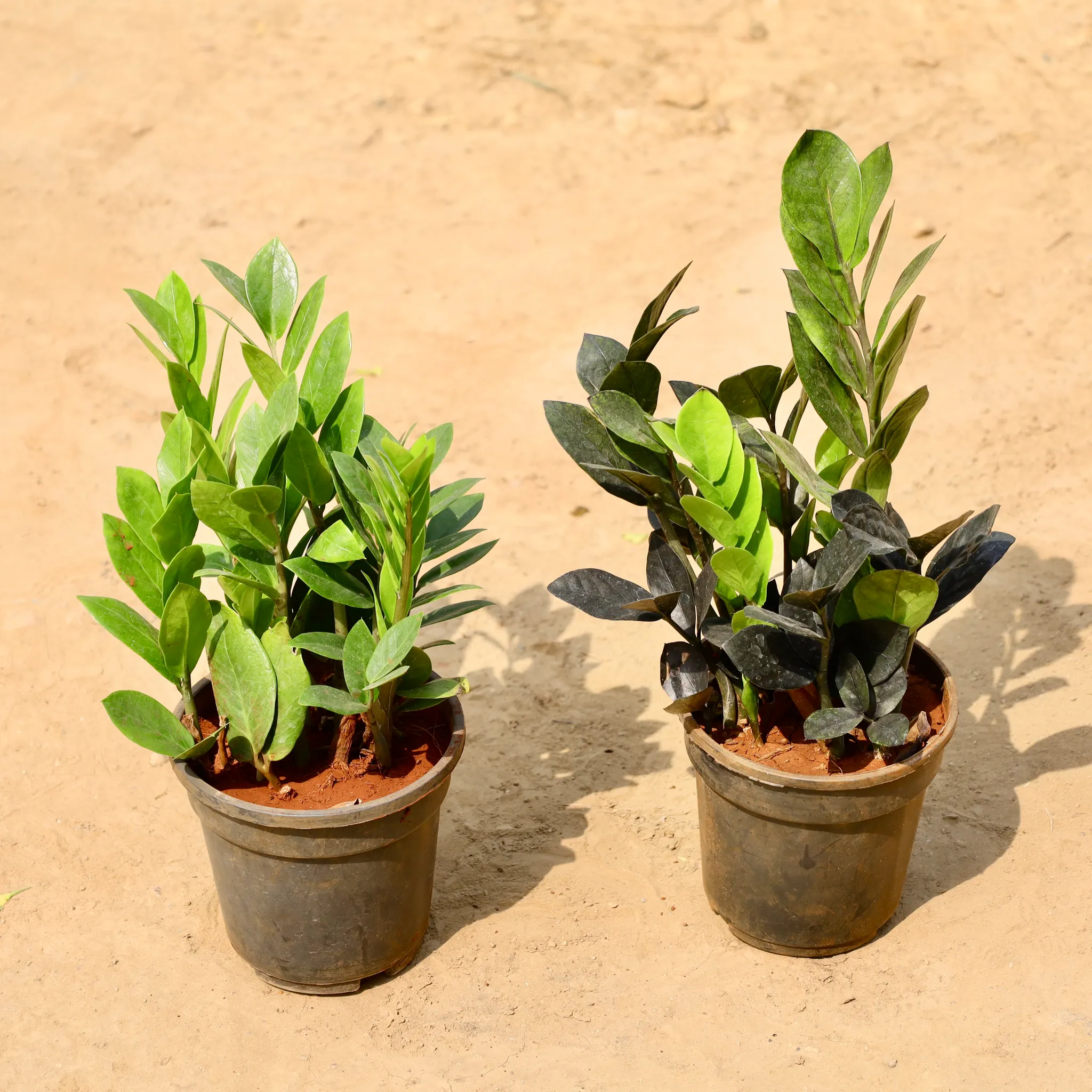 Set of 2 - Zz Black & Zz Green in 5 Inch Nursery Pot