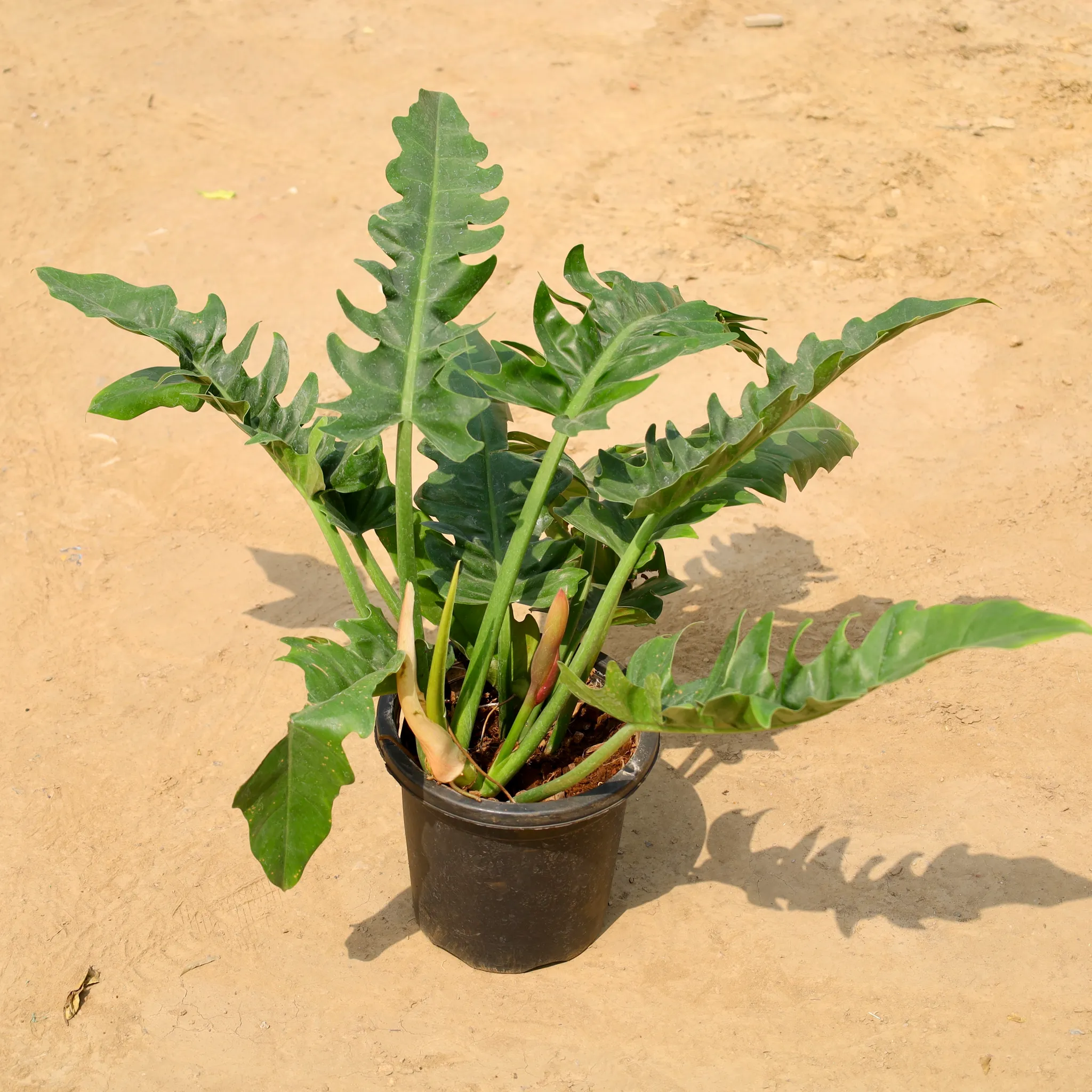 Xanadu in 10 Inch Nursery Pot