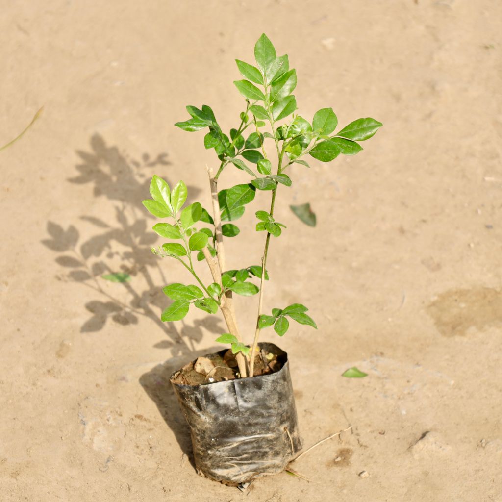 Buy Murraya / Madhu Kamini (Any Colour) in 4 Inch Nursery Bag Online | Urvann.com Murraya / Madhu Kamini (Any Colour) in 4 Inch Nursery Bag