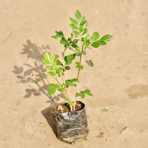 Murraya / Madhu Kamini (Any Colour) in 4 Inch Nursery Bag