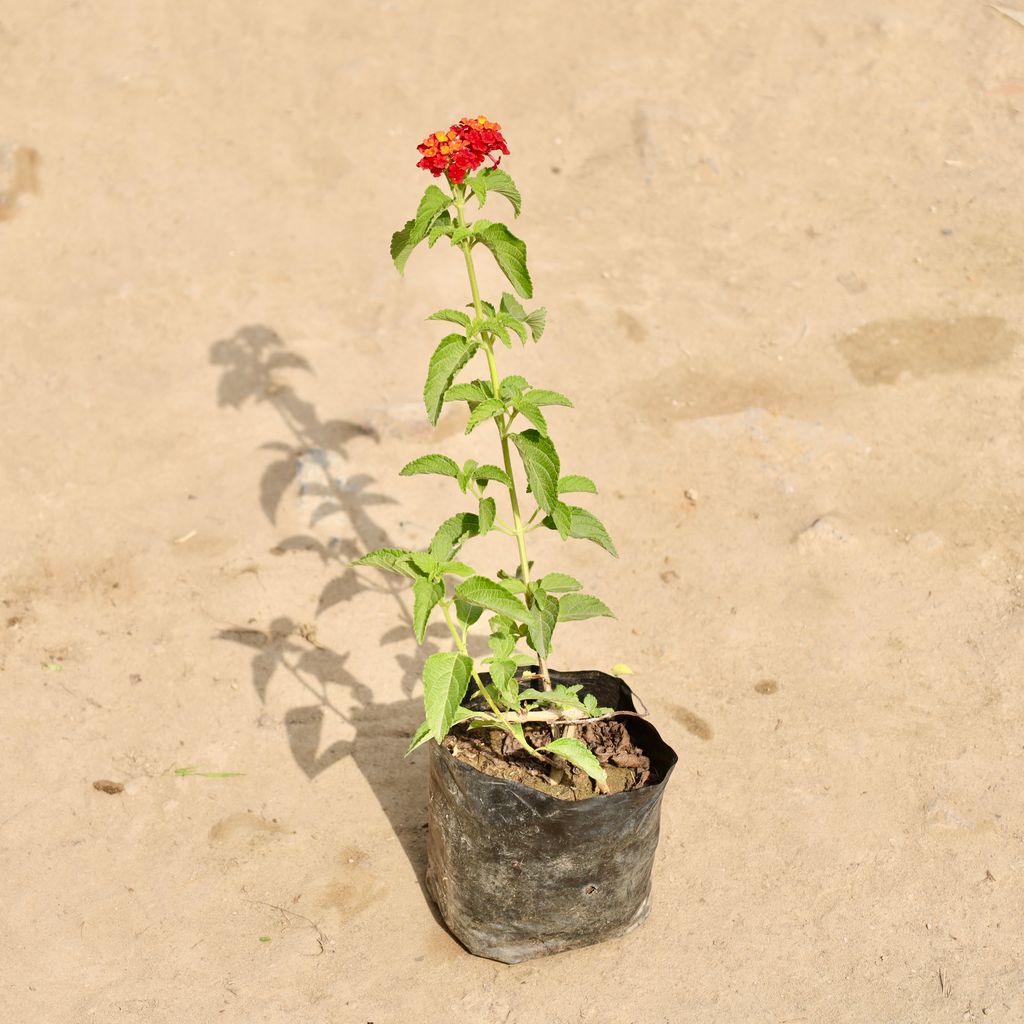 Lantana (Any Colour) in 4 Inch Nursery Bag