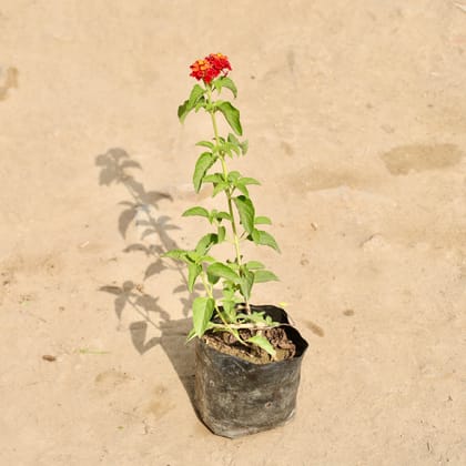 Buy Lantana (Any Colour) in 4 Inch Nursery Bag Online | Urvann.com