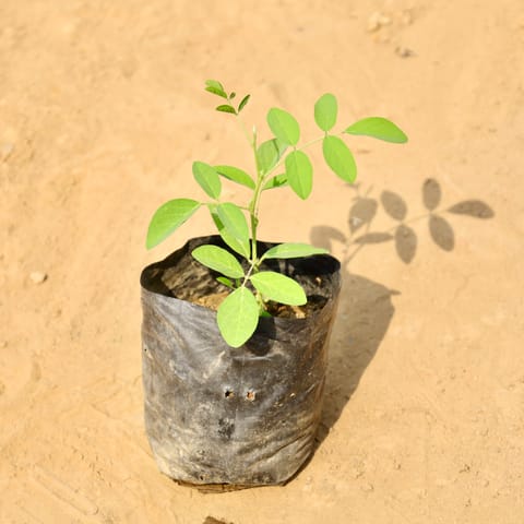 Aparajita in 4 Inch Nursery bag