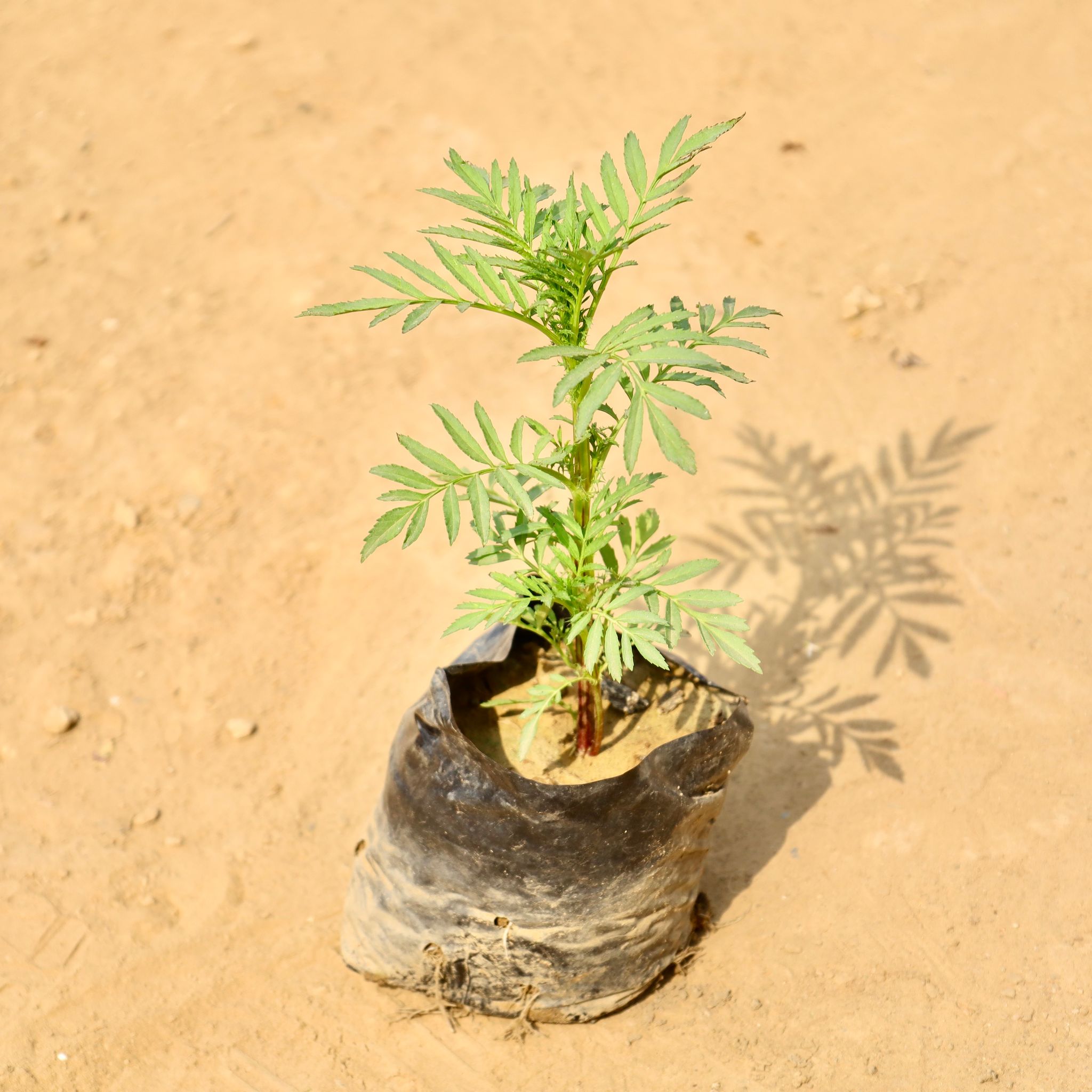 Marigold / Genda in 4 Inch Nursery bag