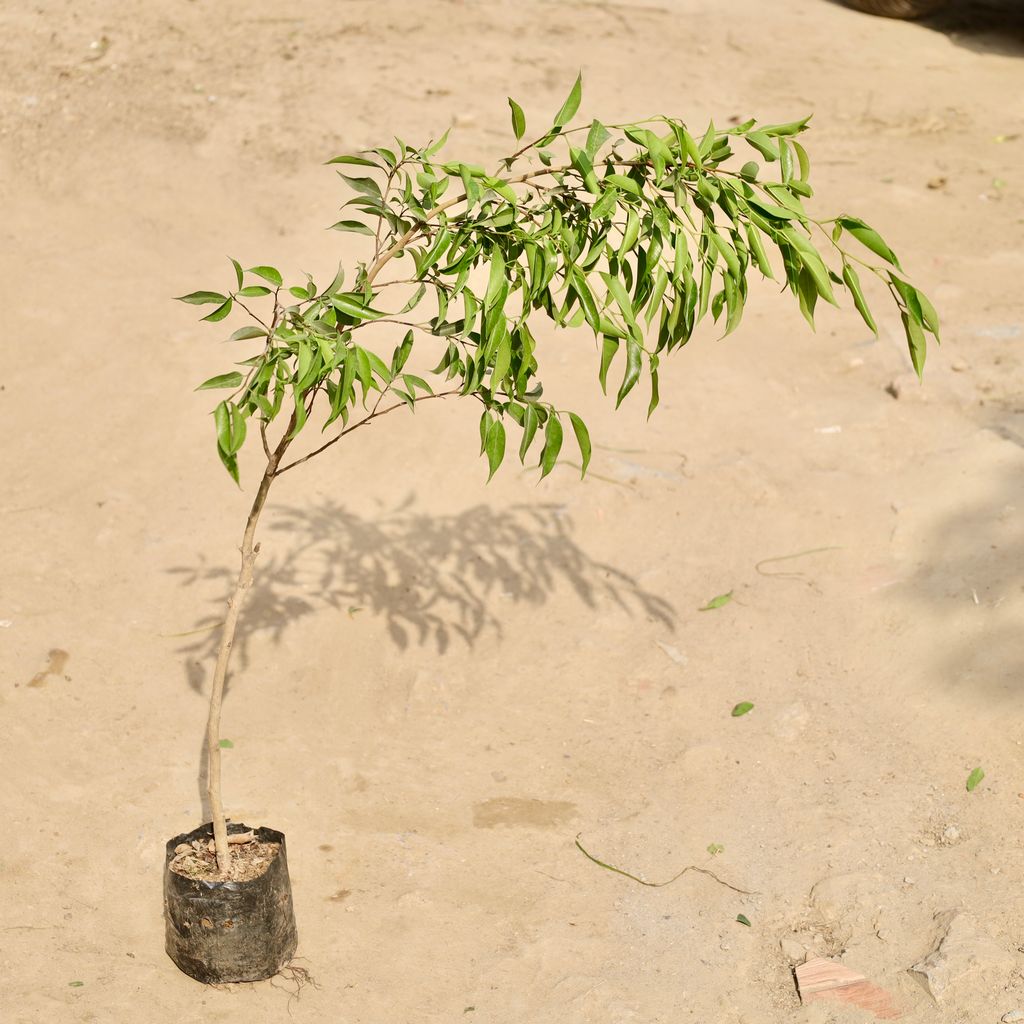 Buy Ficus Benjamina in 4 Inch Nursery Bag Online | Urvann.com Ficus Benjamina in 4 Inch Nursery Bag