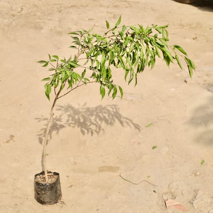 Buy Ficus Benjamina in 4 Inch Nursery Bag Online | Urvann.com