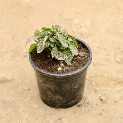 Buy Hypoestes / Polka Dot (Any Colour) in 6 Inch Nursery Pot Online | Urvann.com