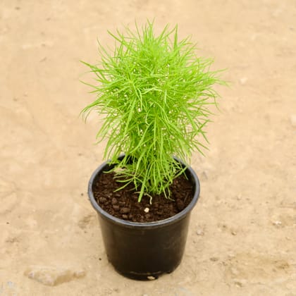 Buy Kochia in 6 Inch Nursery Pot Online | Urvann.com