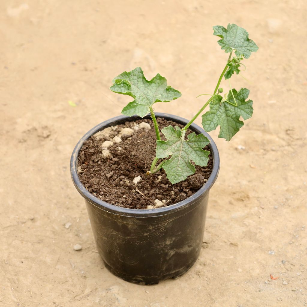 Buy Sponge Gourd / Tori in 6 Inch Nursery Pot Online | Urvann.com Sponge Gourd / Tori in 6 Inch Nursery Pot