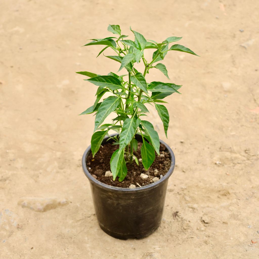 Buy Green Chilli in 6 Inch Nursery Pot Online | Urvann.com Green Chilli in 6 Inch Nursery Pot