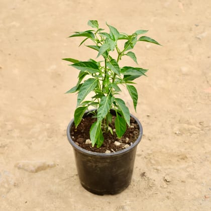 Buy Green Chilli in 6 Inch Nursery Pot Online | Urvann.com