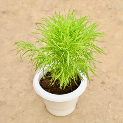Buy Kochia in 6 Inch White Classy Plastic Pot Online | Urvann.com