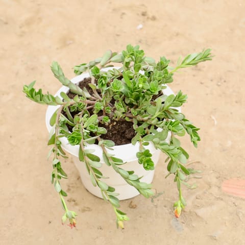 Kulfa Plant (Any Colour) in 6 Inch White Classy Plastic Pot