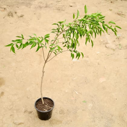 Buy Ficus Benjamina in 6 Inch Nursery Pot Online | Urvann.com