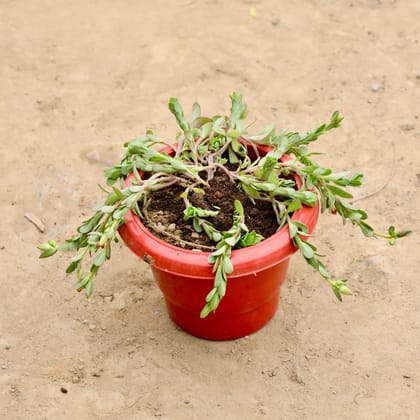 Buy Kulfa / Purslane (Any Colour) in 6 Inch Red Classy Plastic Pot Online | Urvann.com