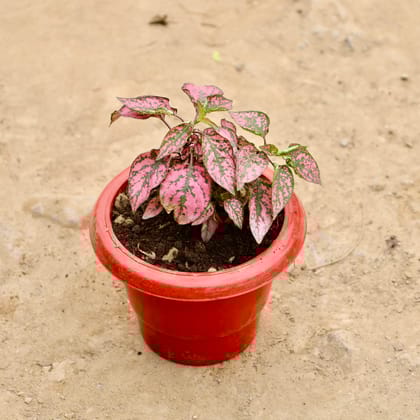 Buy Hypoestes / Polka Dot (Any Colour) in 6 Inch Red Classy Plastic Pot Online | Urvann.com