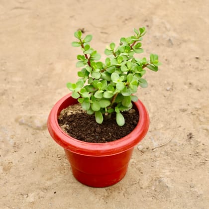 Buy English Jade in 6 Inch Red Classy Plastic Pot Online | Urvann.com