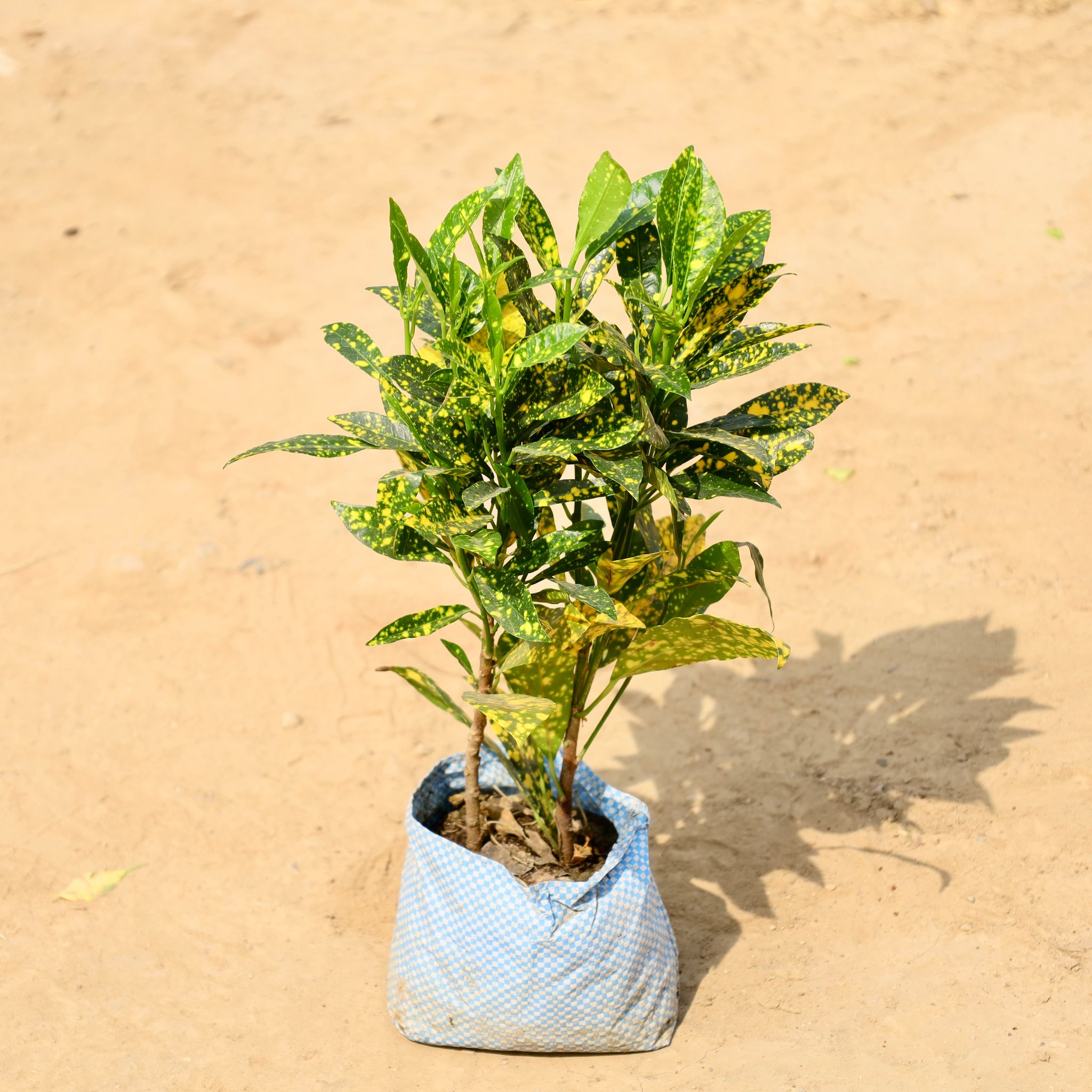 Baby croton in 4 Inch Nursery bag