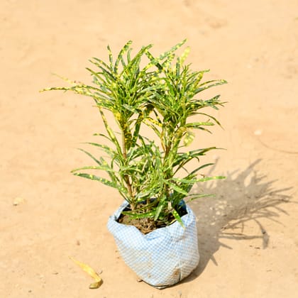 Buy Chironji Croton in 4 Inch Nursery bag Online | Urvann.com
