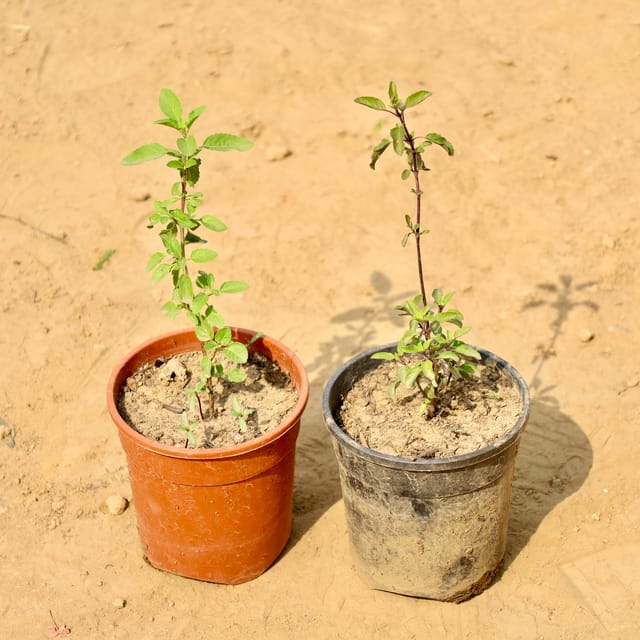 Set of 2 - Rama Tulsi & Shyama Tulsi in 5 Inch Nursery Pot