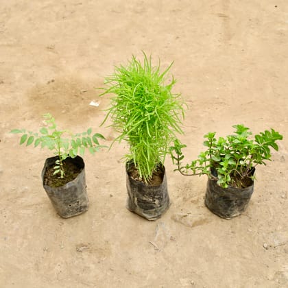Buy Set of 3 - Kochia, Curry Patta & Mint / Pudina in 4 Inch Nursery Bag Online | Urvann.com