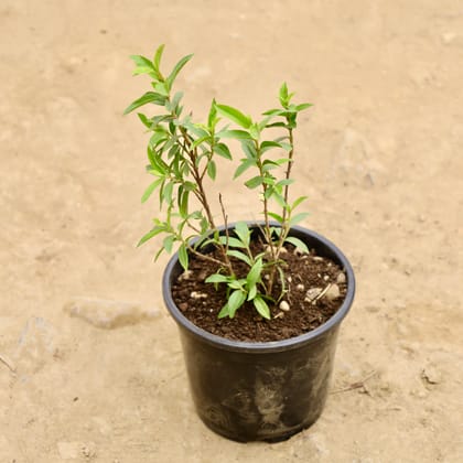 Buy China Amrood / Guava in 8 Inch Nursery Pot Online | Urvann.com