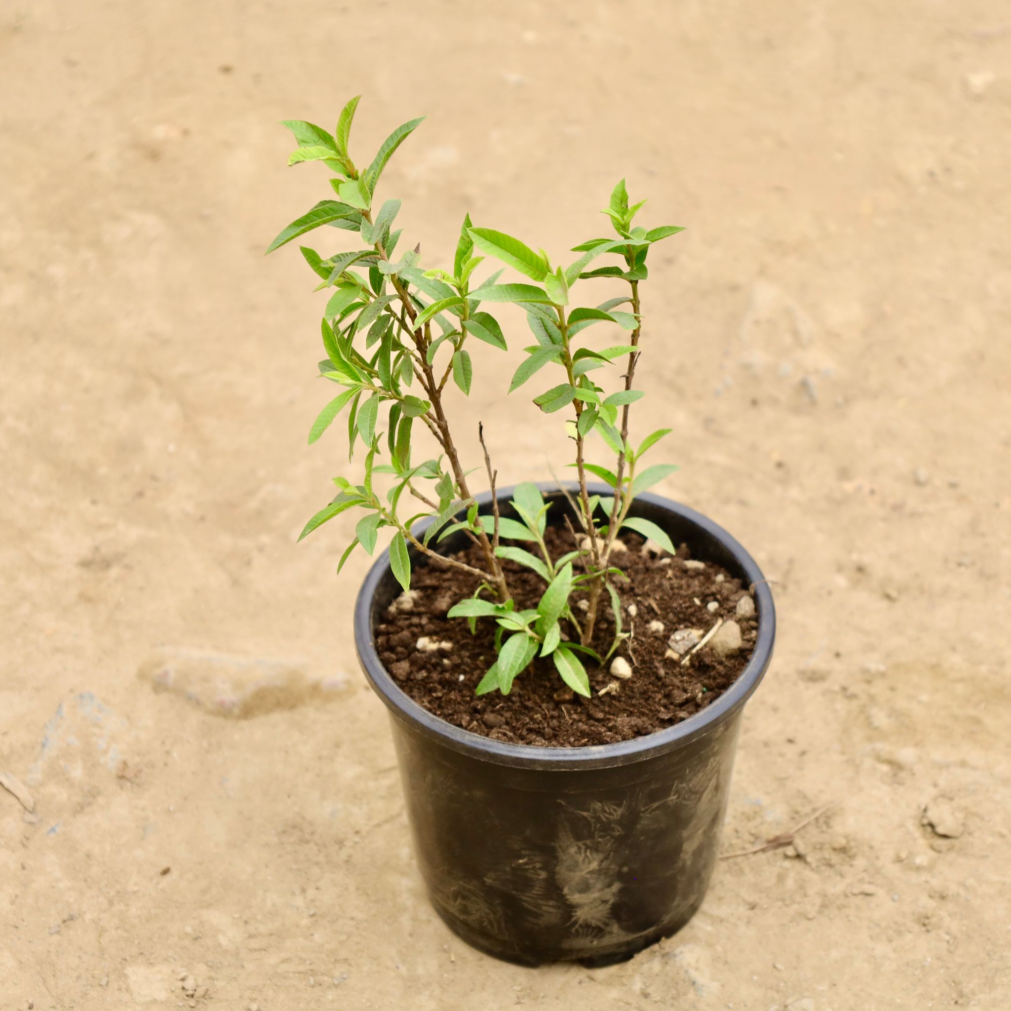 China Amrood / Guava in 8 Inch Nursery Pot