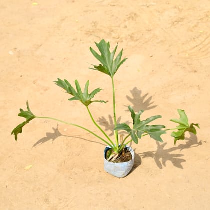 Buy Philodendron Selloum in 4 Inch Nursery bag Online | Urvann.com