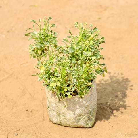 Aralia Variegated in 4 Inch Nursery bag