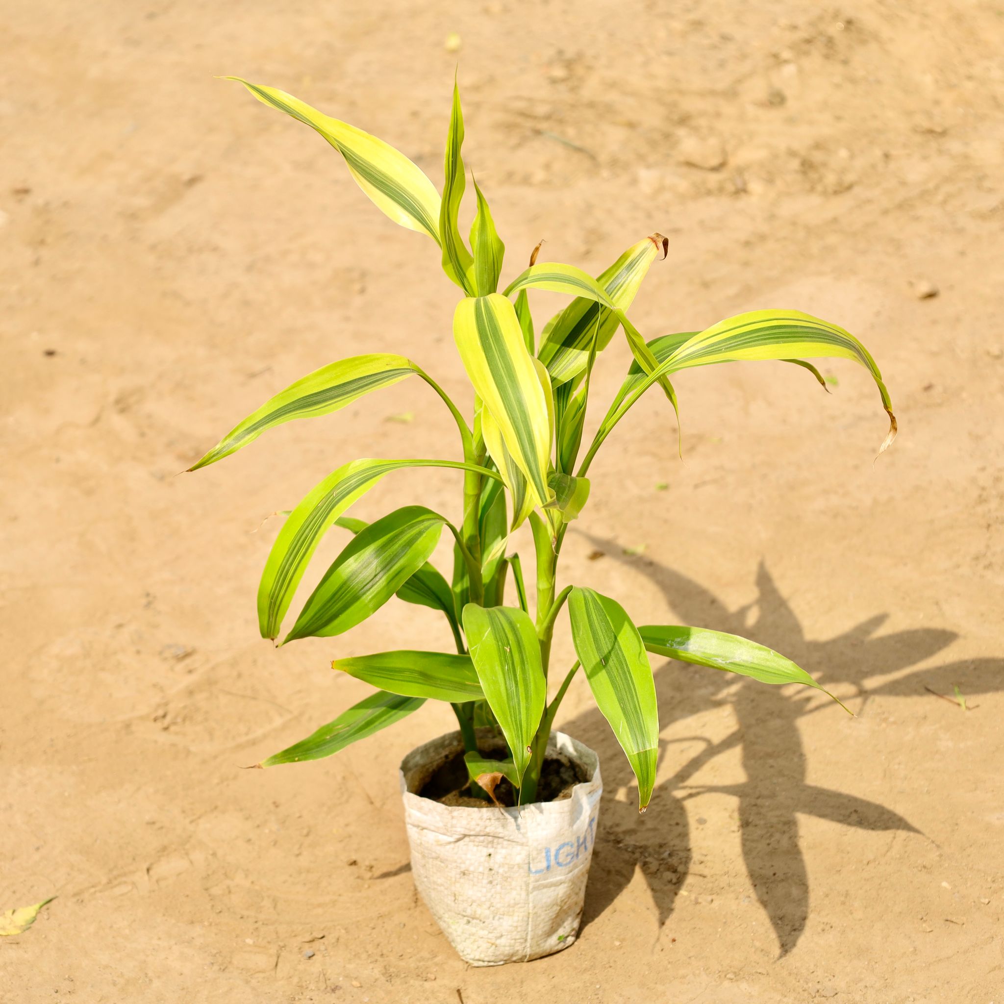 Golden Lucky Bamboo (2 in 1) in 4 Inch Nursery bag