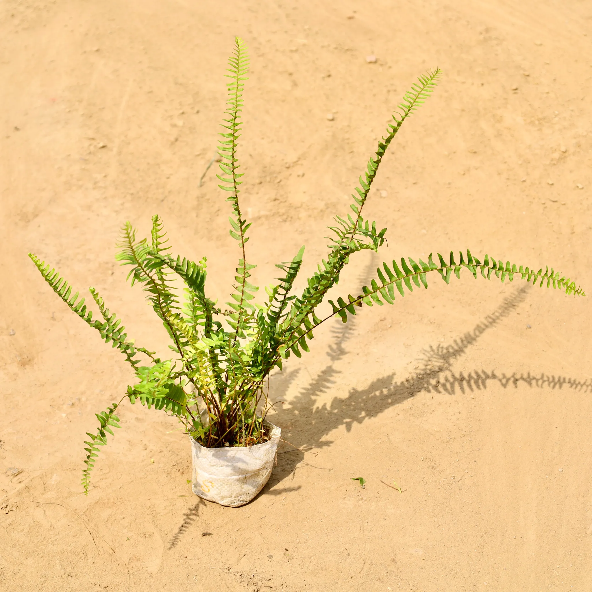 Fern Green in 4 Inch Nursery bag
