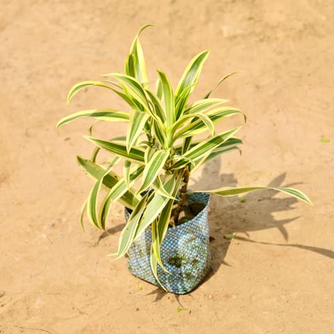 Song of India in 4 Inch Nursery bag