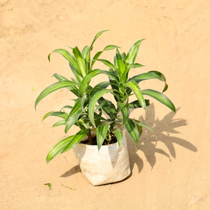 Buy Dracaena Messenger in 4 Inch Nursery bag Online | Urvann.com