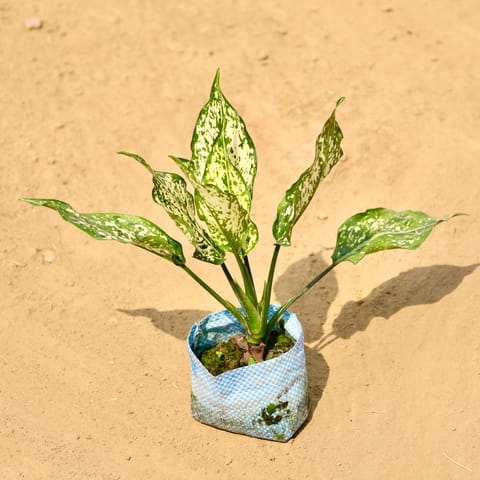 Aglaonema Snow White in 4 Inch Nursery bag