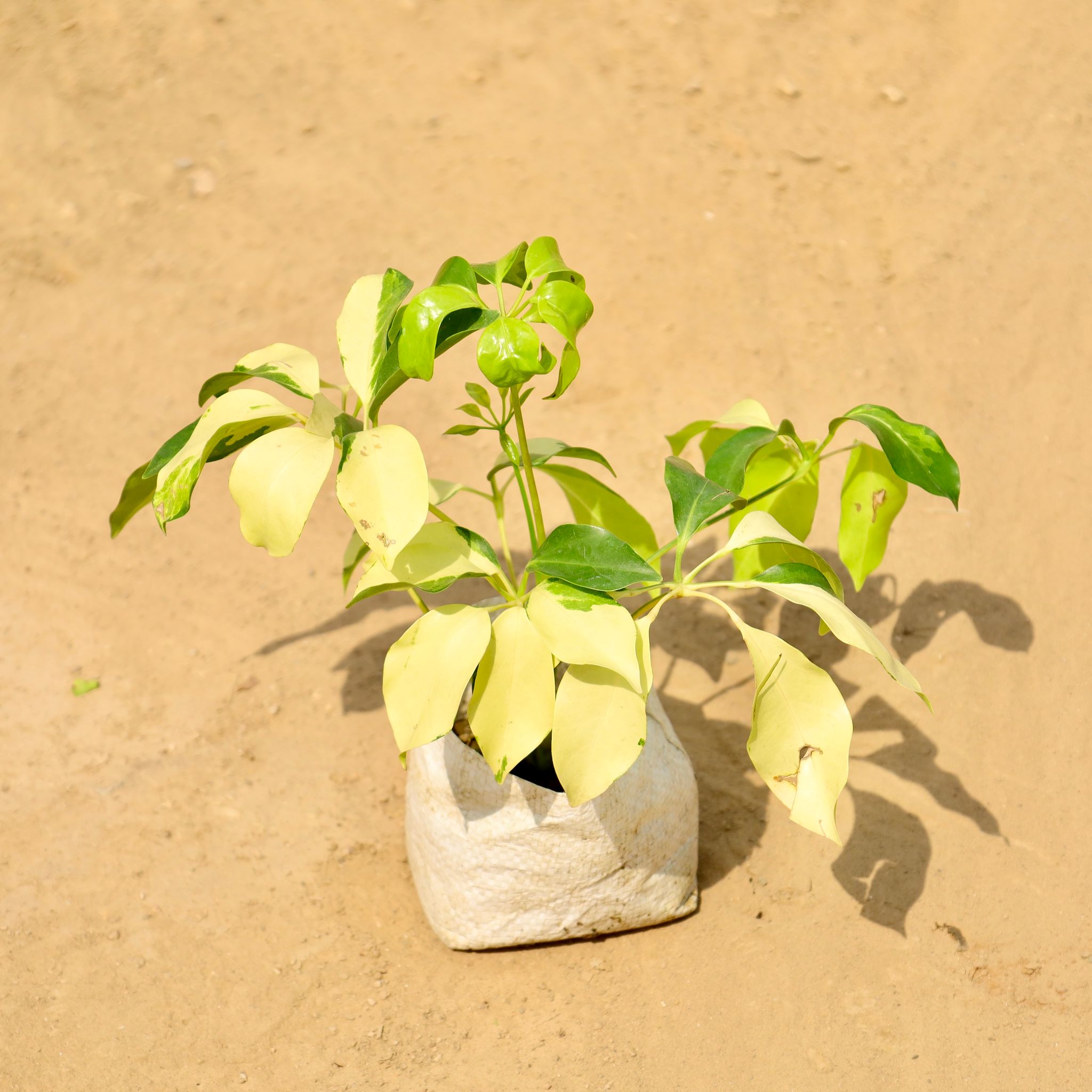 Schefflera in 4 Inch Nursery bag