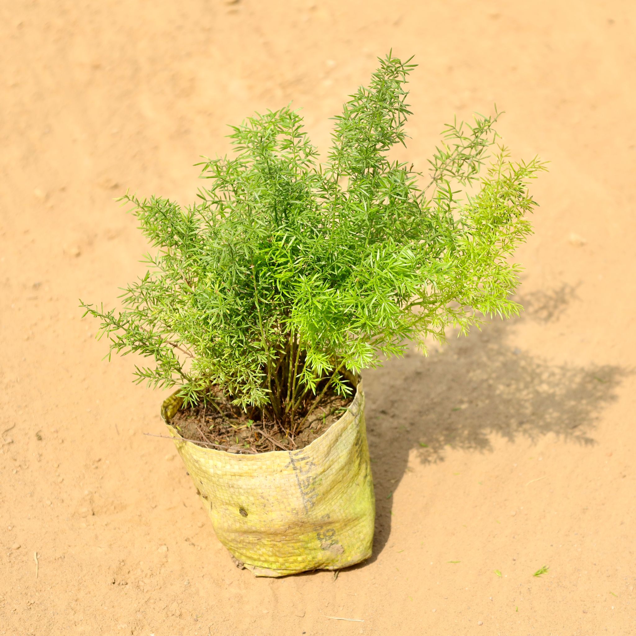 Asparagus in 4 Inch Nursery bag