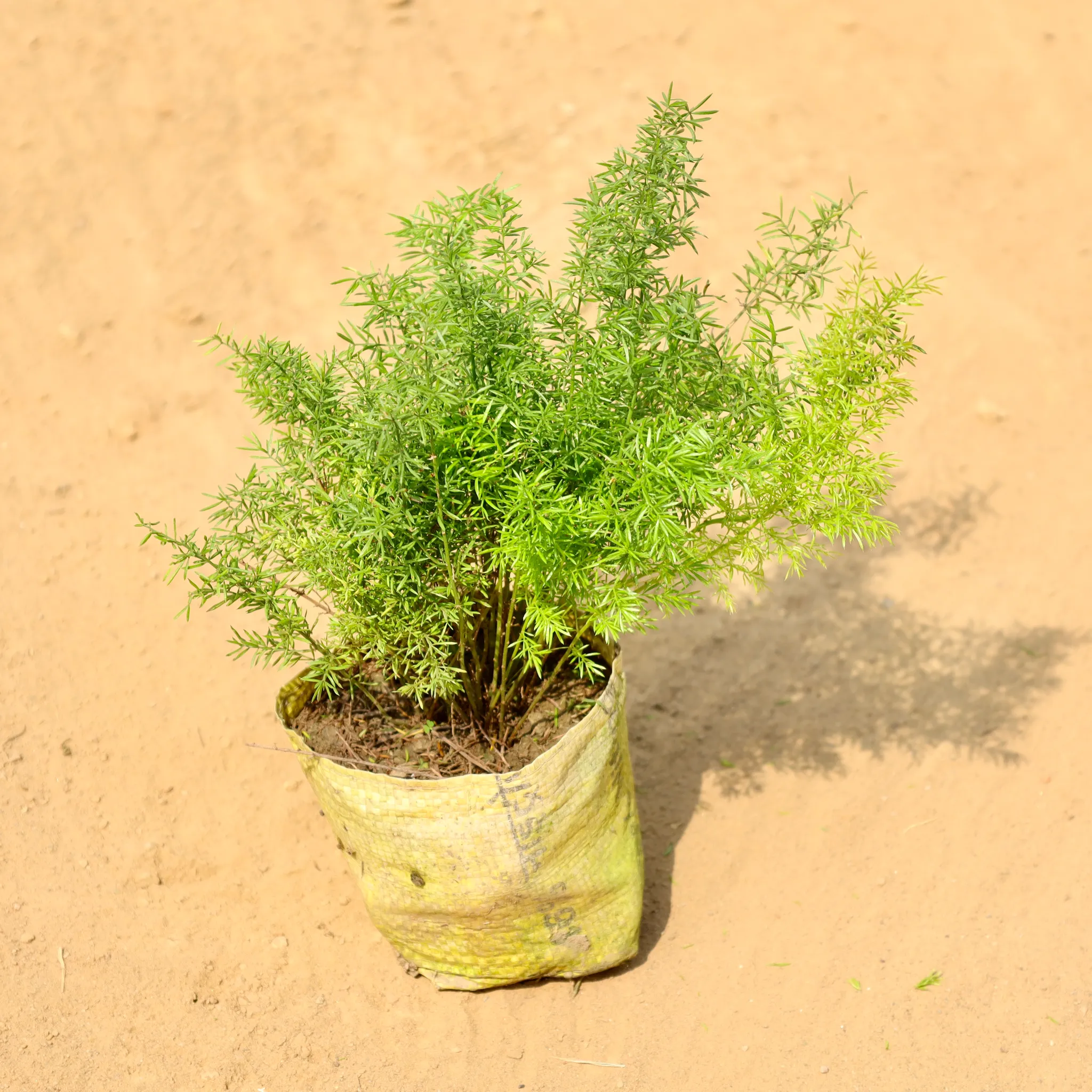 Asparagus in 4 Inch Nursery bag