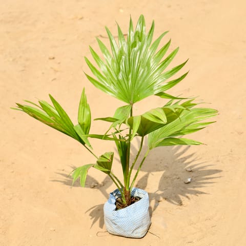 China Palm in 4 Inch Nursery bag
