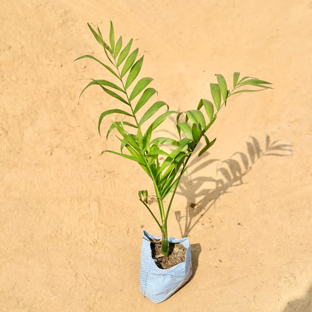 Chamaedorea Palm in 4 Inch Nursery bag