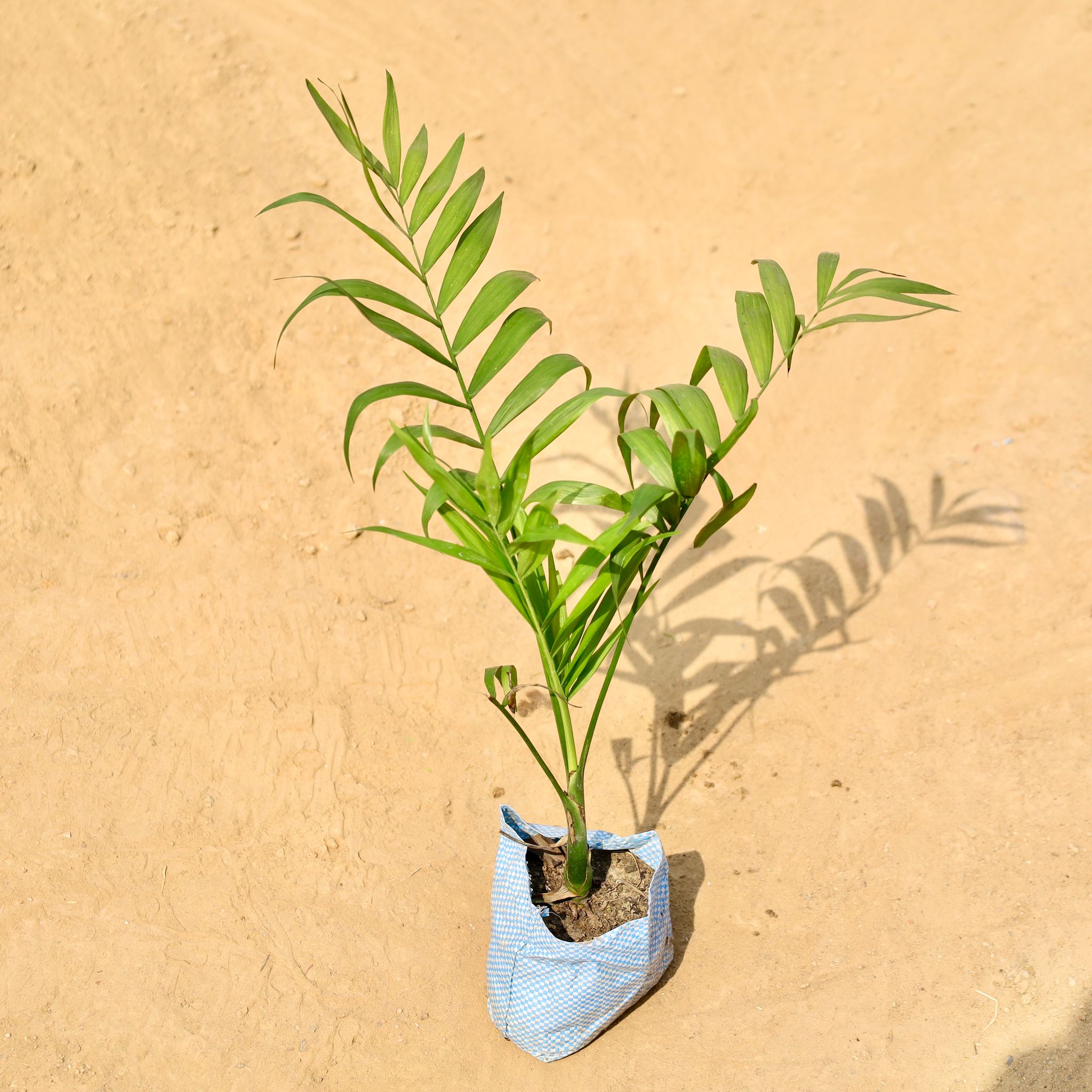 Chamaedorea Palm in 4 Inch Nursery bag