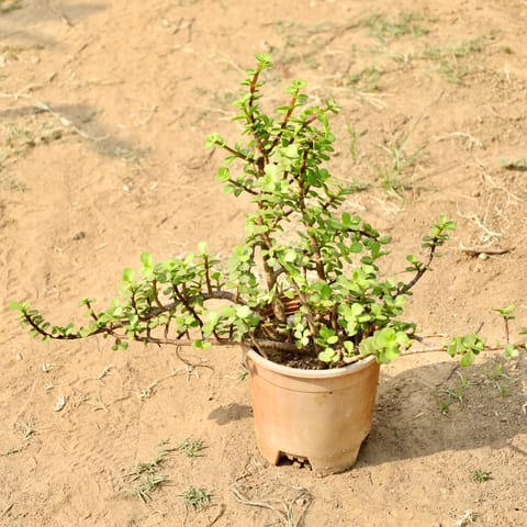 Jade in 6 Inch Nursery Pot