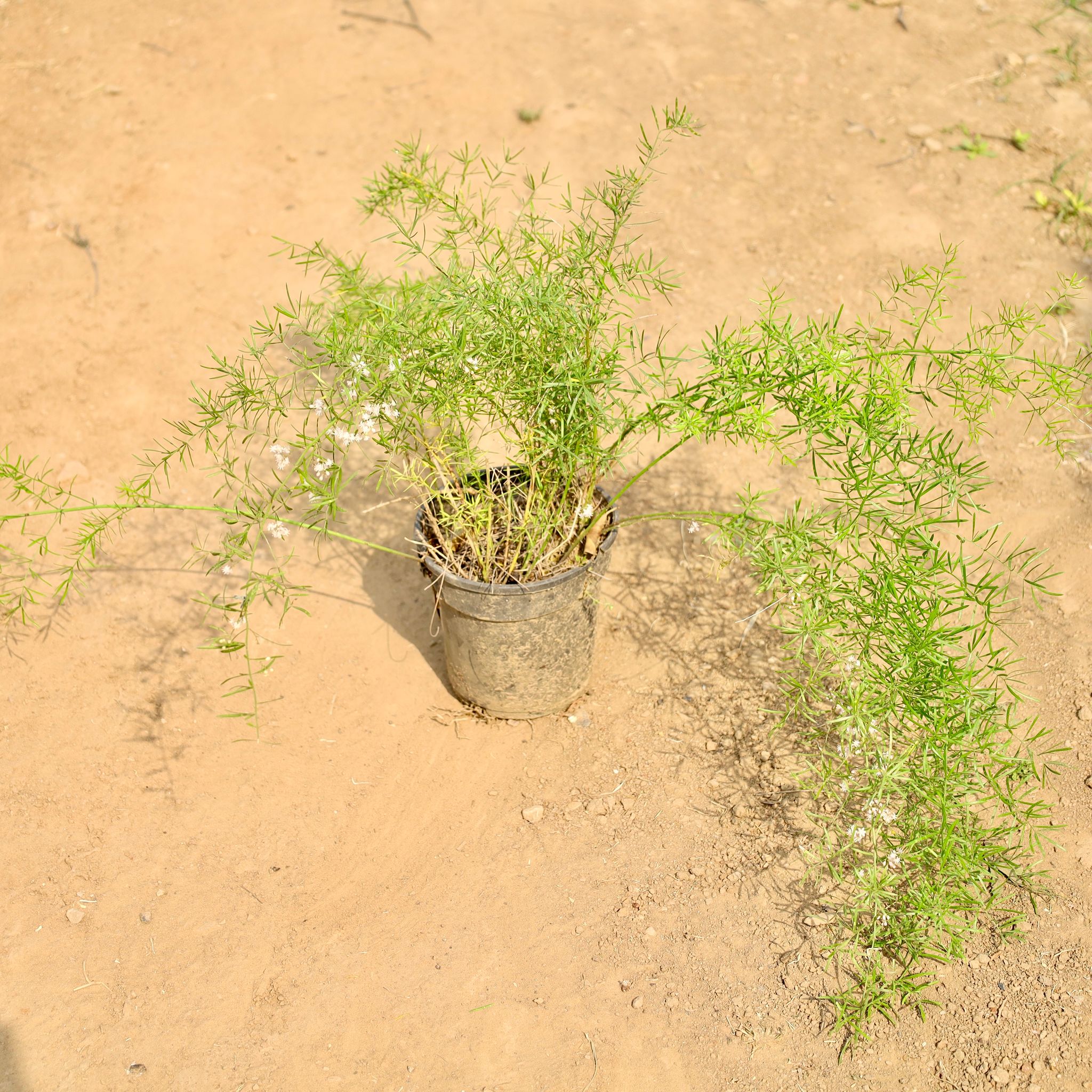 Asparagus Mary in 6 Inch Nursery Pot