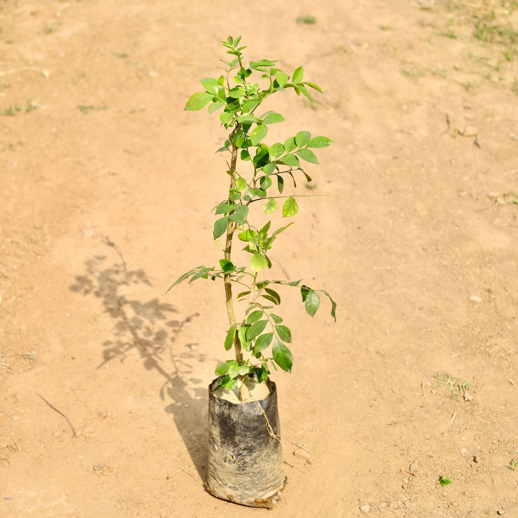 Buy Murraya / Madhu Kamini (Any Colour) in 4 Inch Nursery bag Online | Urvann.com Murraya / Madhu Kamini (Any Colour) in 4 Inch Nursery bag
