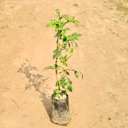 Buy Murraya / Madhu Kamini (Any Colour) in 4 Inch Nursery bag Online | Urvann.com