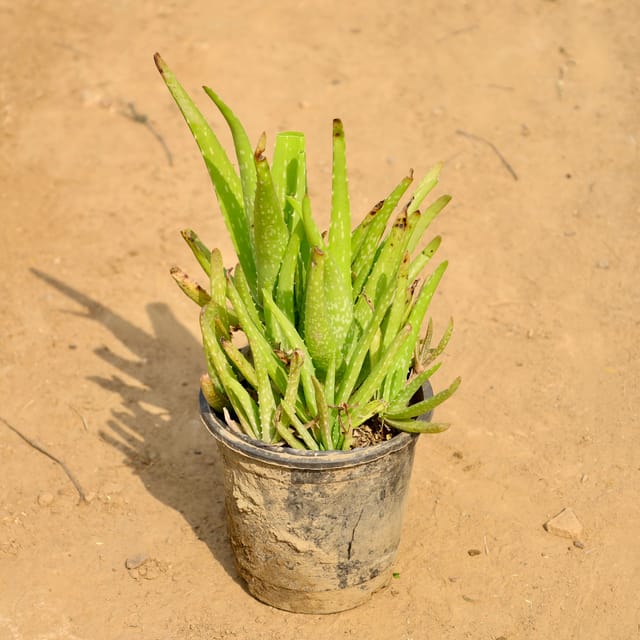 Aloe Vera in 5 Inch Nursery Pot