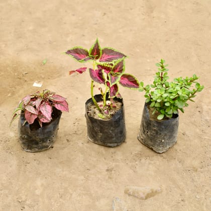 Buy Set of 3 - Hypoestes / Polka Dot, Coleus & English Jade (Any Colour) in 4 Inch Nursery Bag Online | Urvann.com